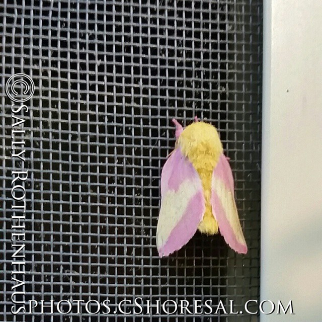 Good Morning,Pink and Yellow Moth!