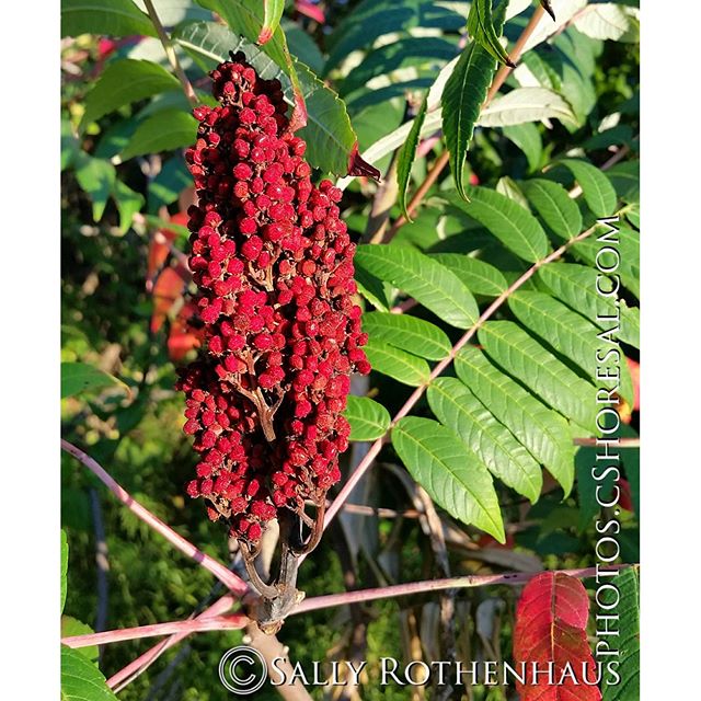 Went for a walk on the way home from work yesterday. I think this is sumac, yes?#S5 #cellphone #photogaphy #summer #sumac #red #hamonnassett
